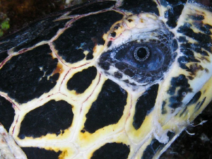 Close Turtle Eye taken at the Rowley Shoals.  Hey Blue Ey... by Mick Tait 